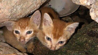 Photo of Gatitos rescatados buscan un hogar