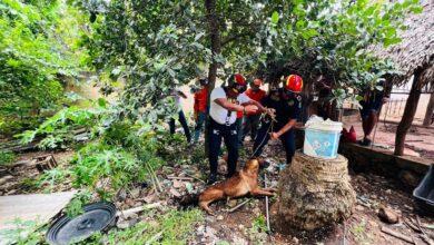 Photo of Rescatan a “Roky”; perrito cayó en sumidero en Oxkutzcab