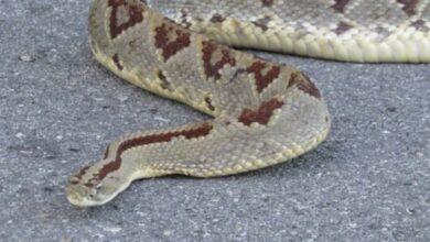 Photo of Hombre fue mordido por una serpiente de cascabel en Umán