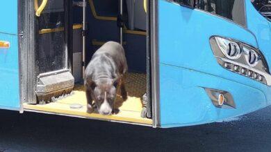 Photo of Muere perrita que paseaba en el “Va y Ven”