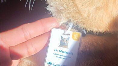 Photo of “Lic. Mantecado”: Gatito yucateco se viraliza por “gafete”