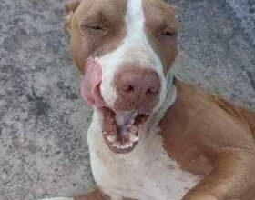 Photo of Buscan nuevo hogar para Kiwi