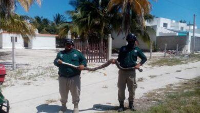 Photo of Capturan y liberan a boa de más de dos metros