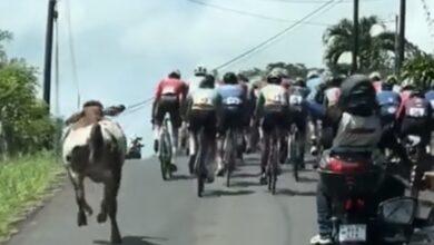 Photo of Vaca se mete a “competir” a carrera ciclista. VIDEO