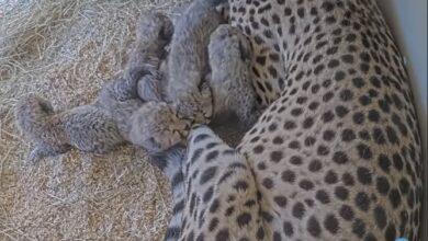 Photo of Nacen 5 guepardos en el Smithsonian Conservation Biology Institute