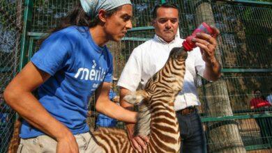 Photo of Renán Barrera anuncia actividades por los 113 años de “El Centenario”