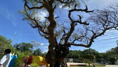 Photo of Árboles yucatecos en peligro por plaga 