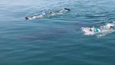 Photo of Sorprenden tiburones ballena a pescadores de El Cuyo