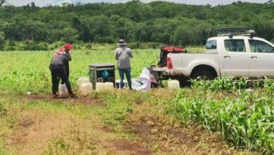 Photo of Detectan en Campeche residuos de herbicidas en animales silvestres