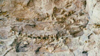 Photo of Descubren en perfecto estado fósiles de dinosaurio en China