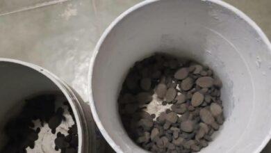 Photo of Rescatan a 127 tortugas bebé 