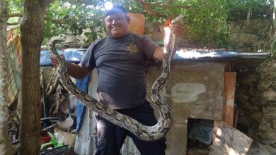 Photo of Capturan enorme serpiente dentro de gallinero 