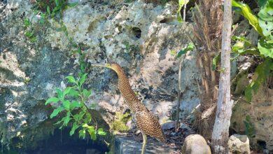 Photo of Garza Tigre “visita” cenote de la Península de Yucatán 