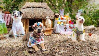 Photo of Perritos posan en tierna sesión de Día de Muertos