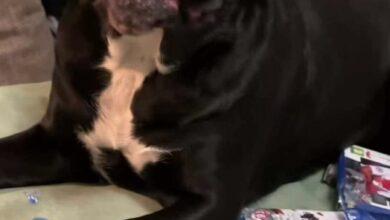Photo of Perrito destroza videojuegos de su dueño, arrepentimiento se viraliza 