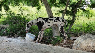 Photo of Buscan a dueño de gran danés en Ciudad Caucel 