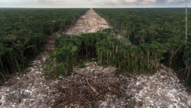 Photo of Yucateco gana premio internacional con foto de la devastación del Tren Maya