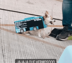 Photo of Perrito se disfraza de “Va y Ven”