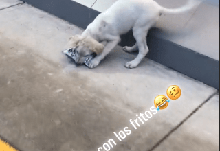 Photo of Perrito se roba bolsa de papitas del Oxxo y enternece a las redes 