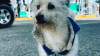 Photo of Envenenan a “Gasolin”, perrito “contratado” en gasolinera 