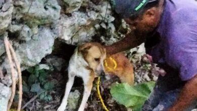 Photo of En Tizimín rescatan a “Canelo”, estuvo tres días dentro de un cenote