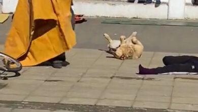 Photo of Perrito enternece con actuación en simulacro