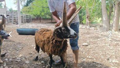 Photo of Carnero de cuatro cuernos sorprende por su parecido con el “diablo”