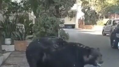 Photo of “Charmín”, el oso “adoptado” por vecinos en Monterrey