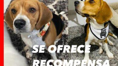 Photo of Buscan a “Nala”; perrita lleva casi un mes perdida 