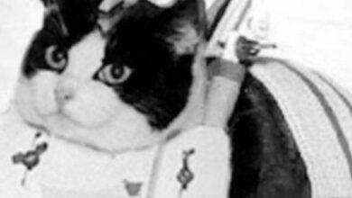 Photo of Félicette, la primer gata astronauta que logró volver del espacio
