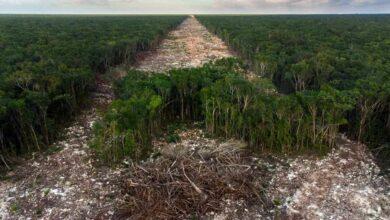 Photo of Derriban más de 10 millones de árboles para la construcción del Tren Maya