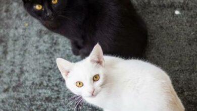 Photo of Piden cuidar a gatos negros y blancos en Día de Muertos