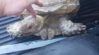 Photo of Luego de 3 años, encuentran a tortuga extraviada en EUA