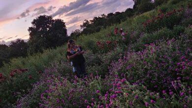 Photo of Enorme campo de flores para Janal Pixan en Yucatán