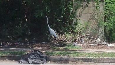 Photo of Captan a garza rondando en Ciudad Caucel 