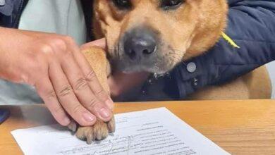 Photo of Perro es “contratado” para dar amor y cariño 