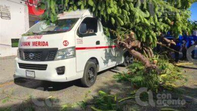 Photo of Enorme flamboyan cae sobre combi lleno de pasajeros