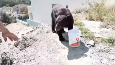 Photo of Albañiles alimentan con tortillas a oso 