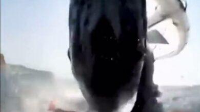 Photo of Ballena jorobada derriba a surfista 