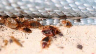 Photo of Plaga de chinches invade México y París 