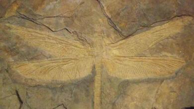 Photo of El colosal insecto que dominó la Tierra antes que los dinosaurios