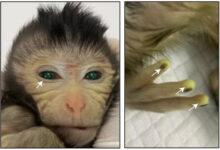 Photo of Nace en China el primer mono de embriones de dos animales