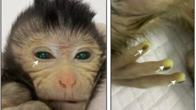 Photo of Nace en China el primer mono de embriones de dos animales