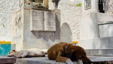 Photo of Fieles guardianes de los cementerios de Mérida