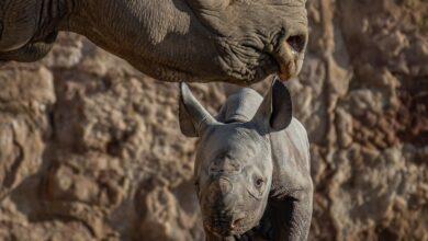 Photo of Nace un rinoceronte negro oriental, especie en peligro crítico de extinción