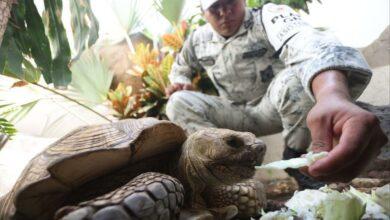 Photo of Rescatan tortuga de 70 años en Acapulco