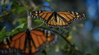 Photo of Las altas temperaturas frenan las Mariposas Monarca