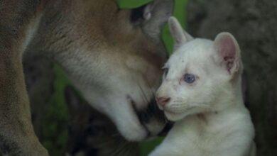 Photo of La pumita albina de Nicaragua recibió el nombre maya de Itzae