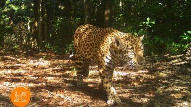 Photo of Monitorean al jaguar en El Cuyo 