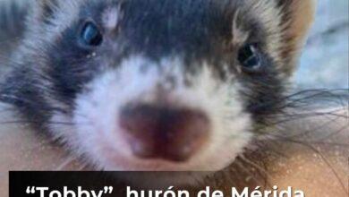 Photo of Hurón vecino de Mérida busca amigos para jugar